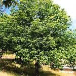 Bed & Breakfast Colle Angaro-azienda Agrituristica 3*