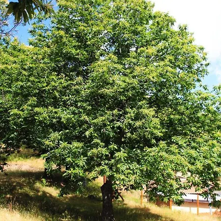 B&B Colle Angaro-azienda Agrituristica 3*