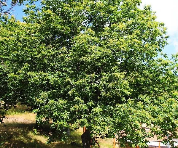 Alojamento de Acomodação e Pequeno-almoço Colle Angaro-azienda Agrituristica 3*